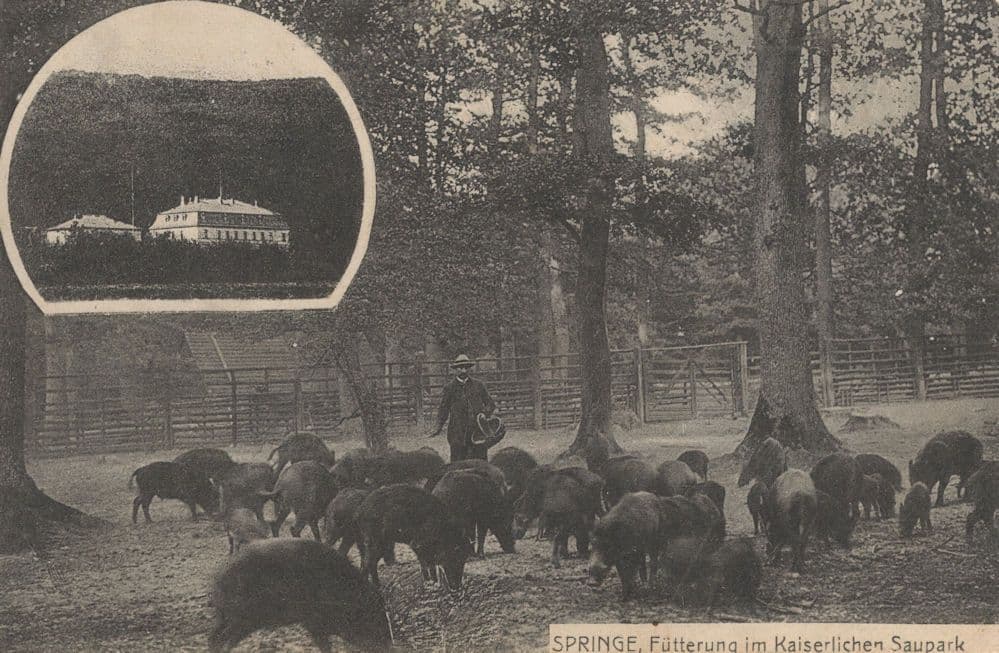Spring Futterung Im Kaiserlichen Saupark Wildlife Park German Postcard