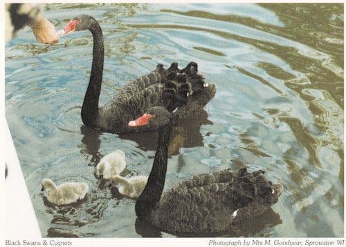 Sprowston Black Swans & Cygnets Norfolk Postcard