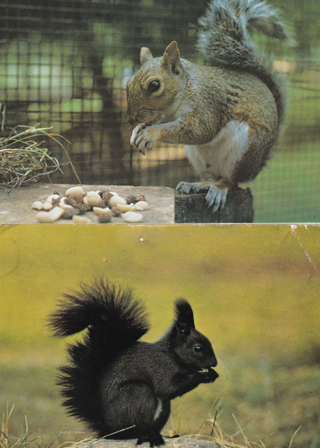 Squirrel at Bodmin Farm Park Cornwall Postcard