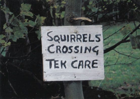 Squirrels Crossing Tek Take Care Comic Humour Postcard