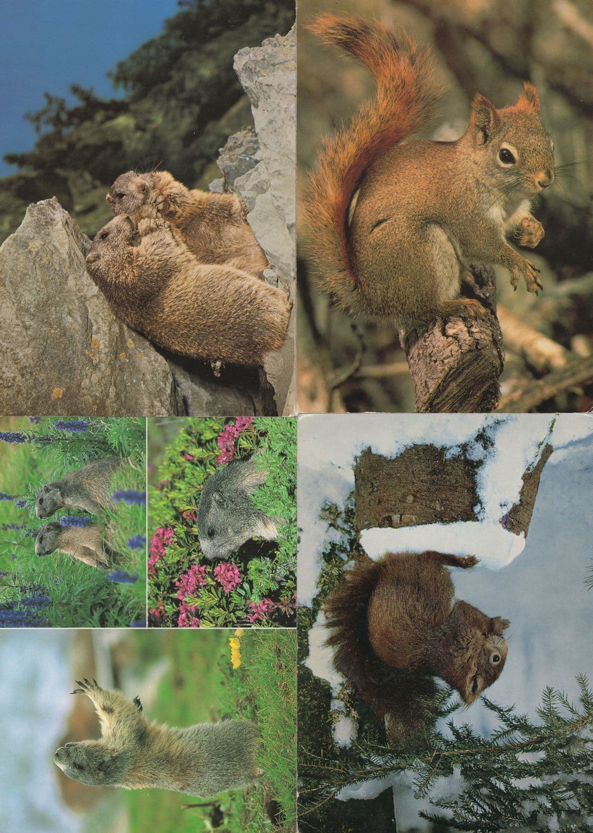 Squirrels Marmots Denmark 4x Postcard s