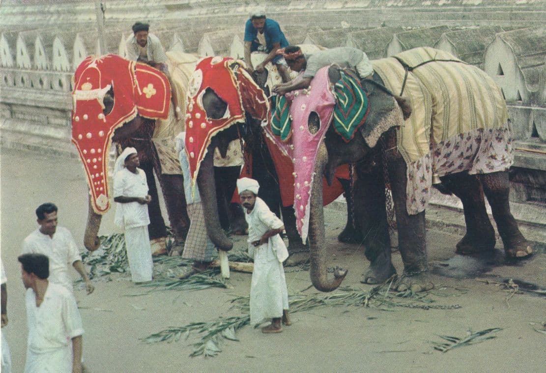 Sri Lanka Perahera Kandy Elephants India Postcard