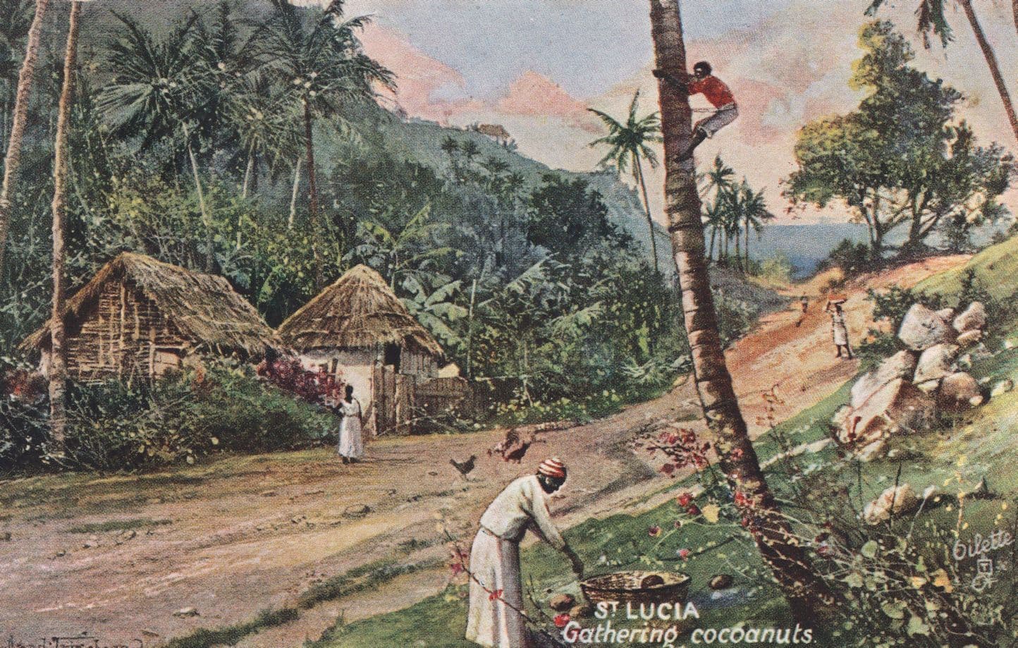 St Lucia Gathering Coconuts Cocoanuts Old Tucks Caribbean Postcard