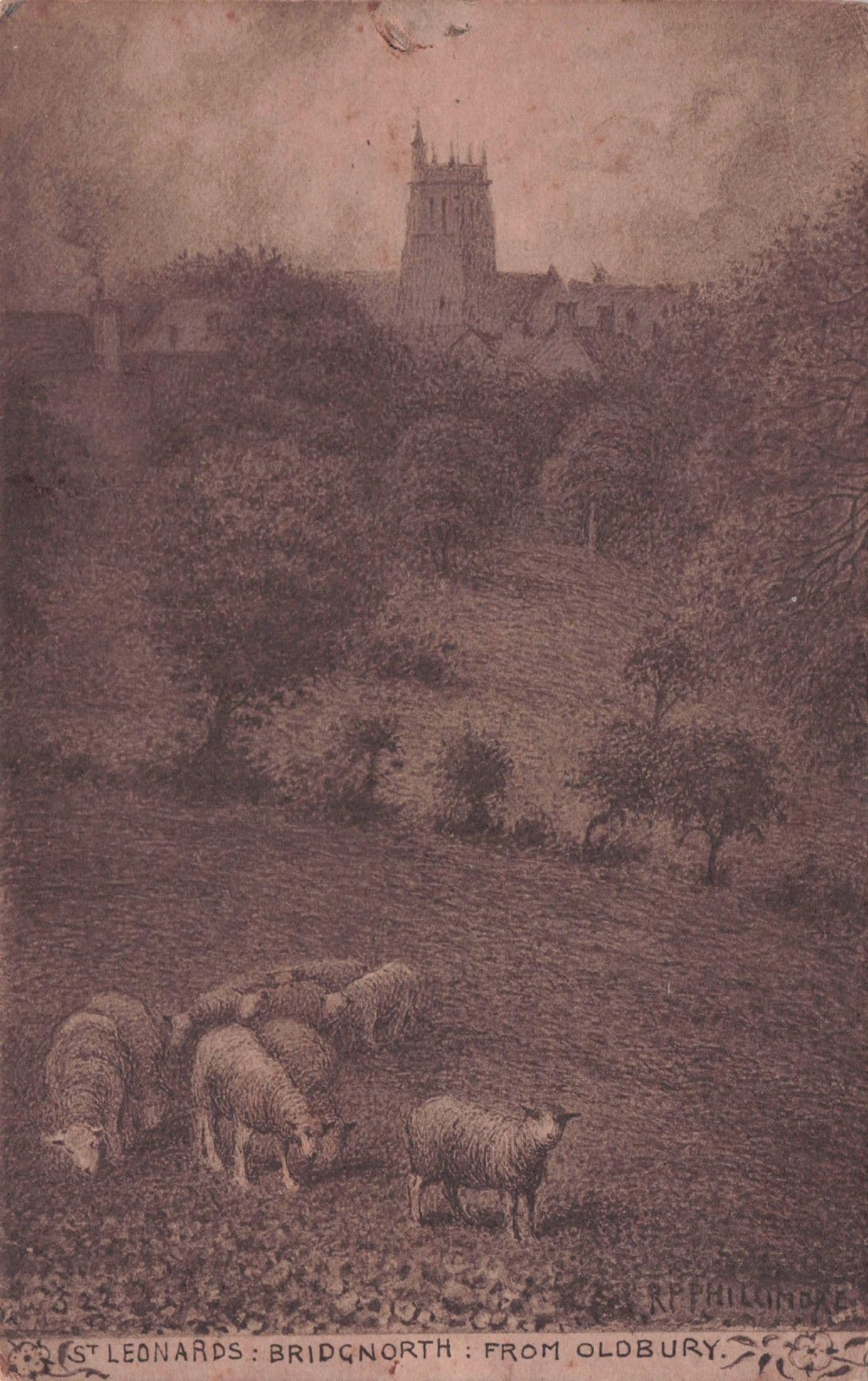 St Saint Leonards Bridgnorth From Oldbury Sheep Old Phillimore Postcard