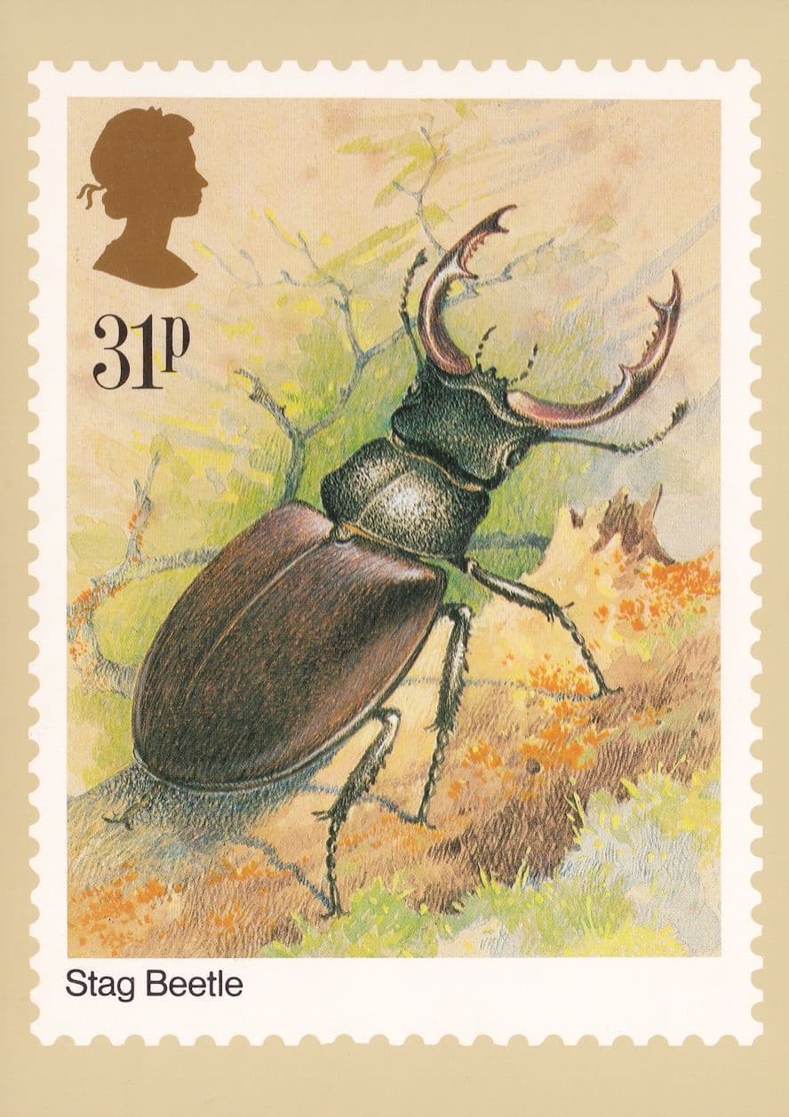 Stag Beetle Insect PHQ Rare Postcard