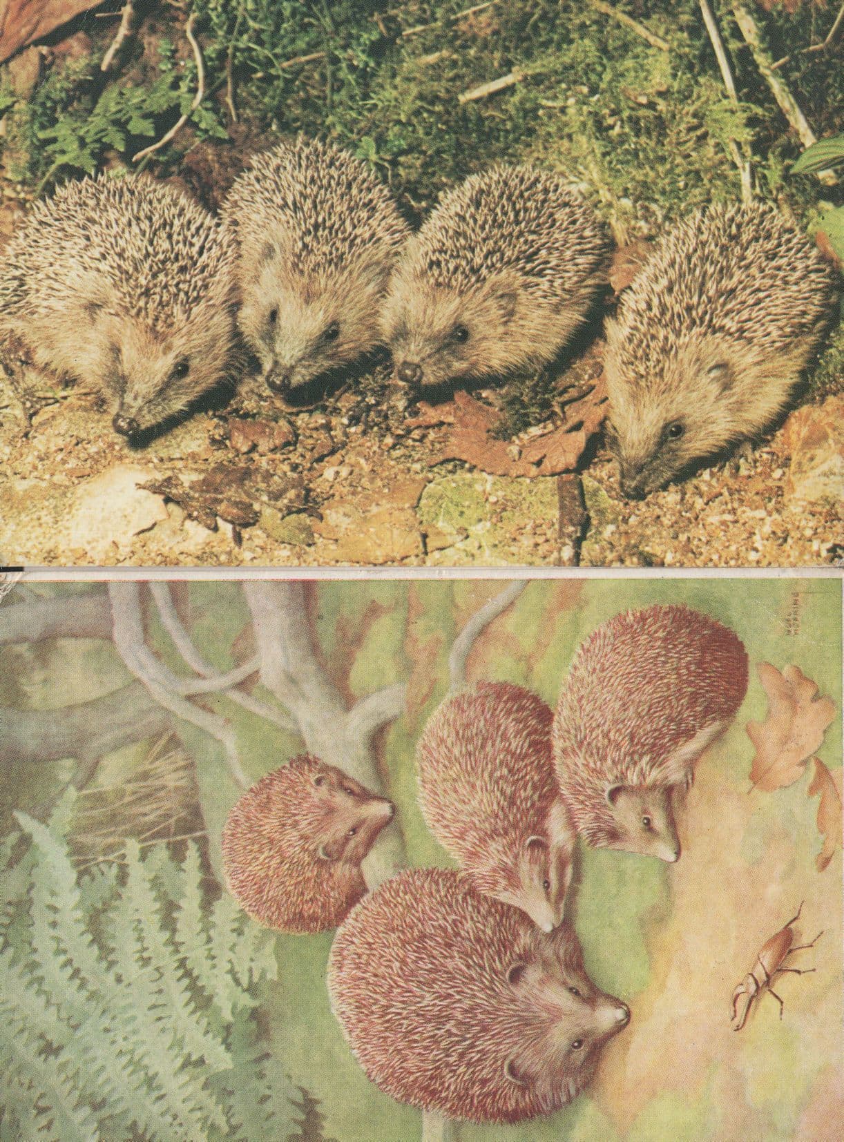 Stag Beetle Insect vs Hedgehogs Painting 2x Postcard s