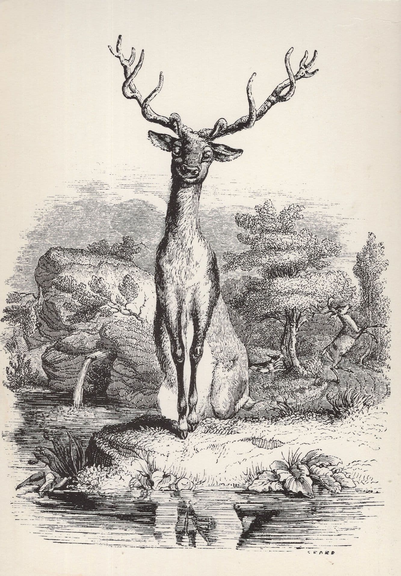 Stag Water Deer Grandville Victorian French Art Illustrator Painting Postcard