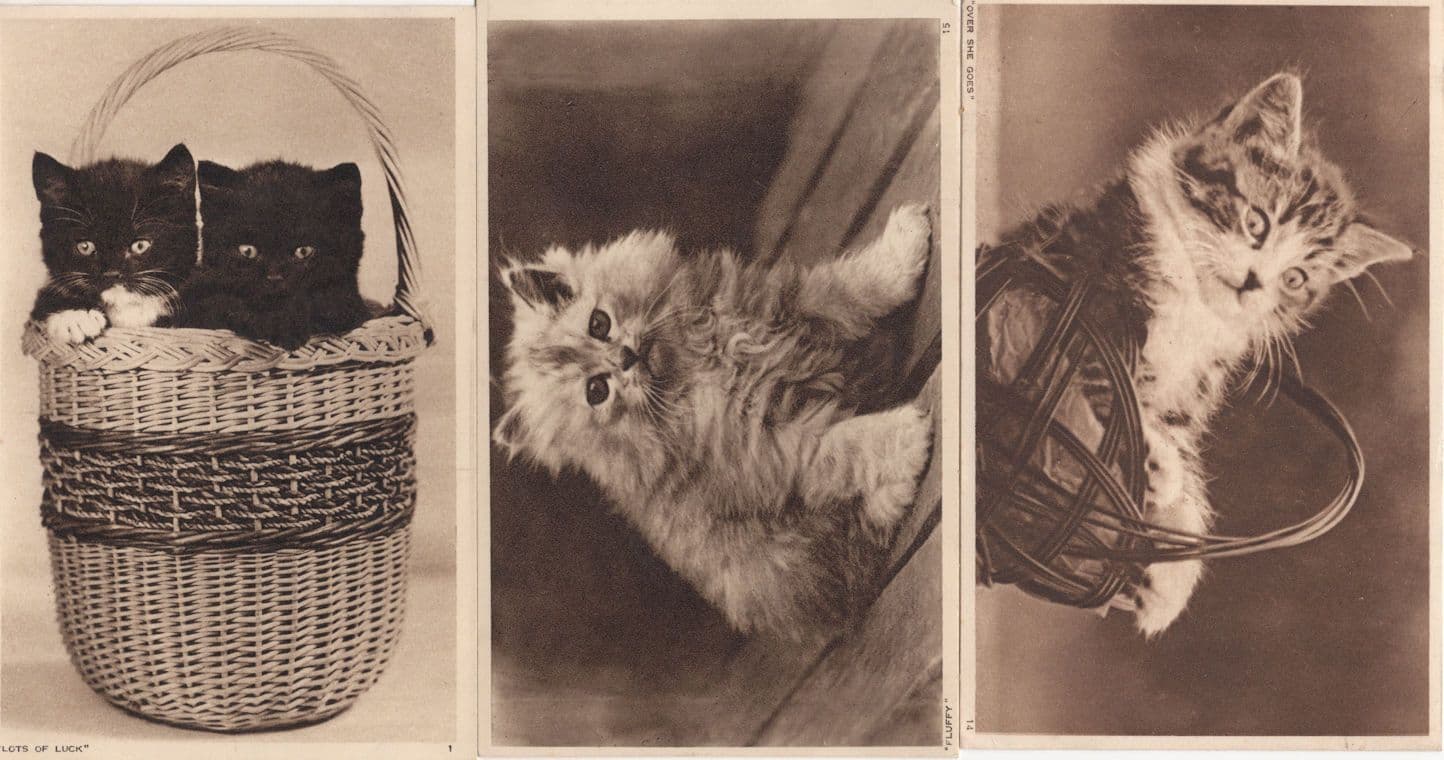 Startled Shocked Baby Cats Big Eyes Old Cat Kitten 3x Postcard s