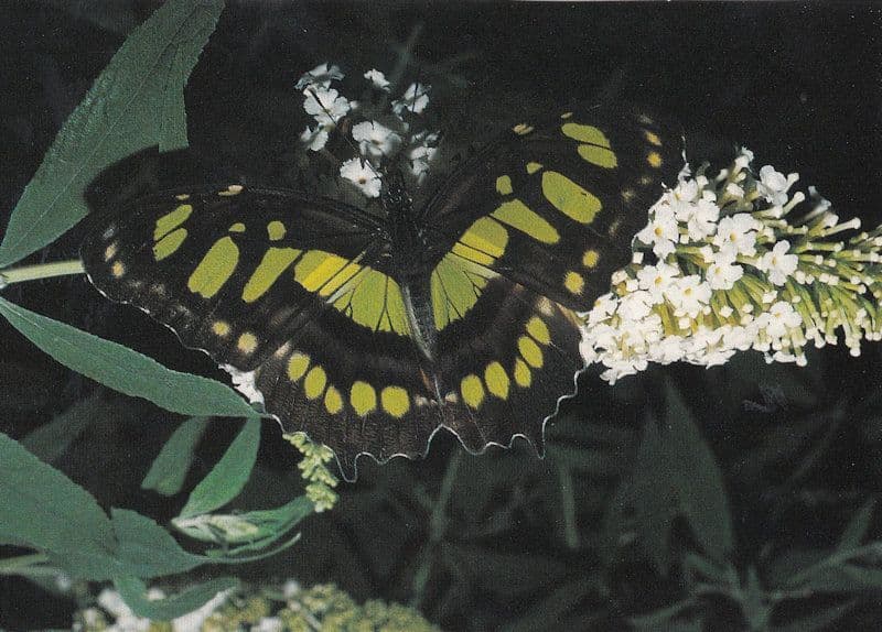 Stelenes Siproeta Butterfly Butterflies Postcard