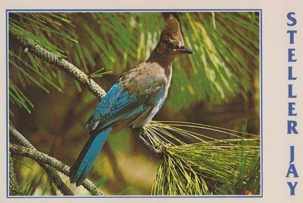 Stellar Jay Sierra Navada Mountains Rare Bird Postcard