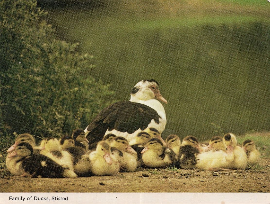 Stisted Braintree Essex Ducks A Family Of Birds Rare Postcard