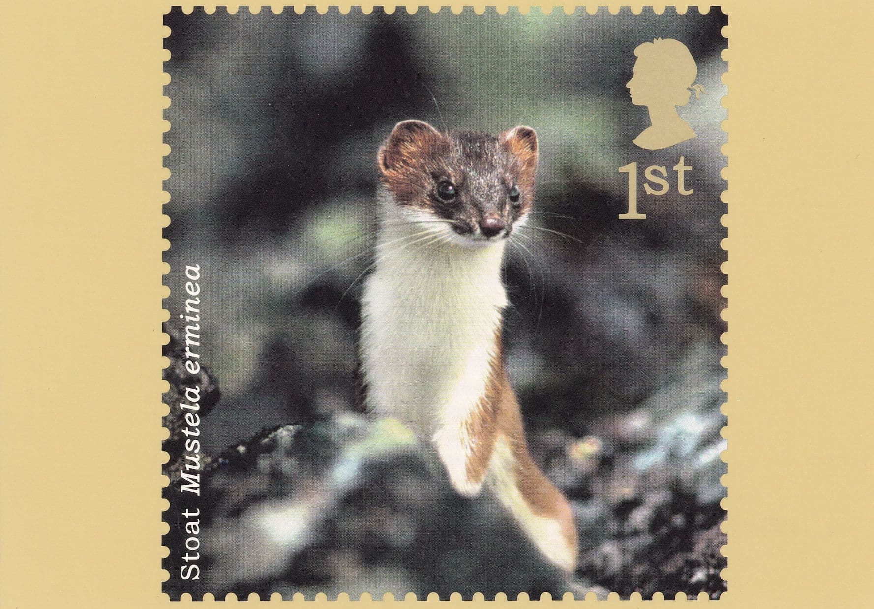 Stoat Mustela Erminea Postcard