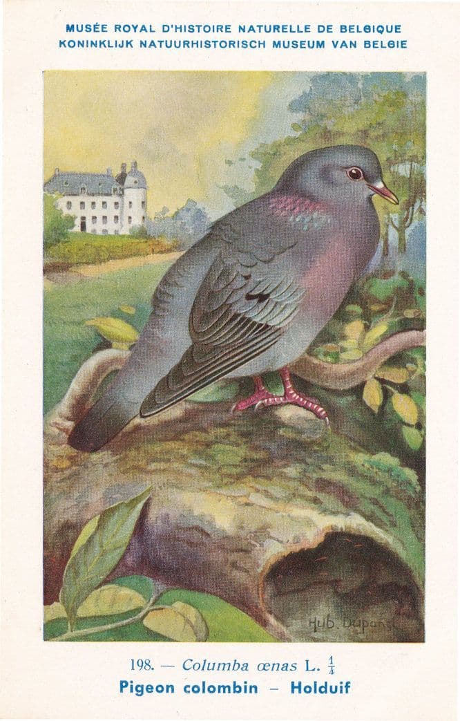 Stock Dove Colomba Oenas WW2 Bird Vintage Rare Postcard
