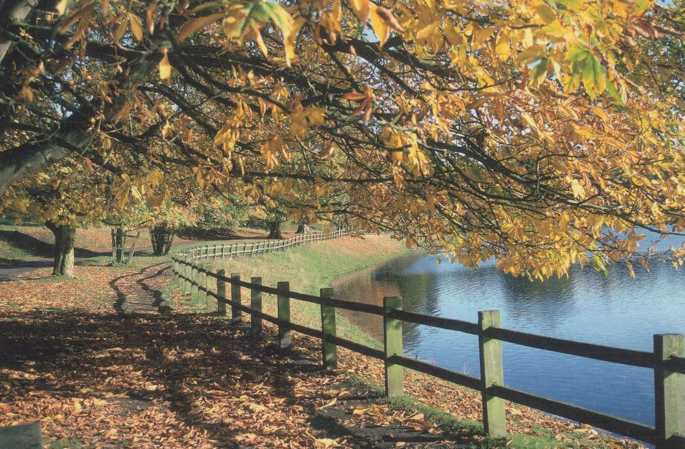 Studley Park at Autumn Tree Reaching Into River Yorkshire Postcard
