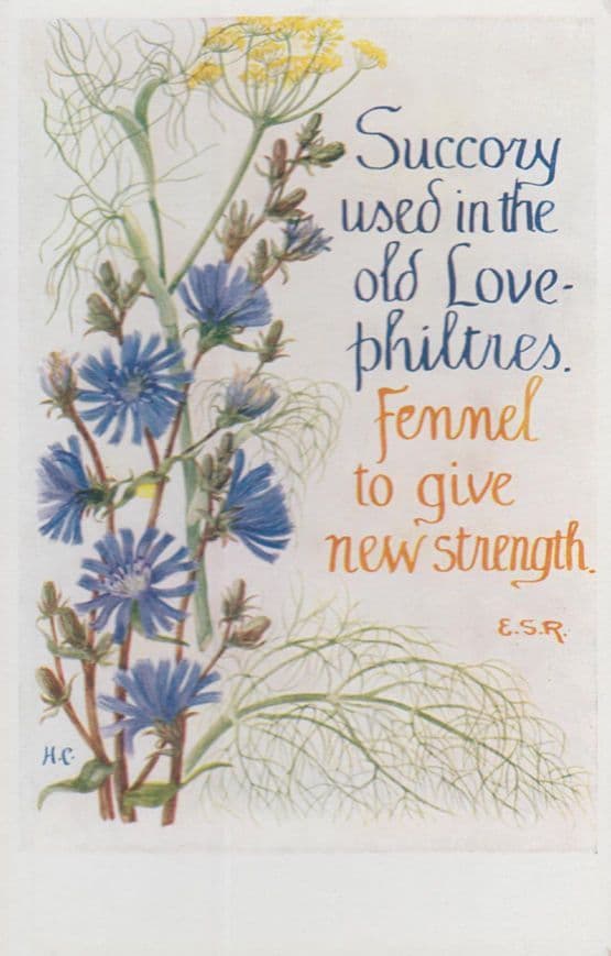 Succory Love Aphrodisiac For New Strengh Natural Remedy Song Songcard Postcard