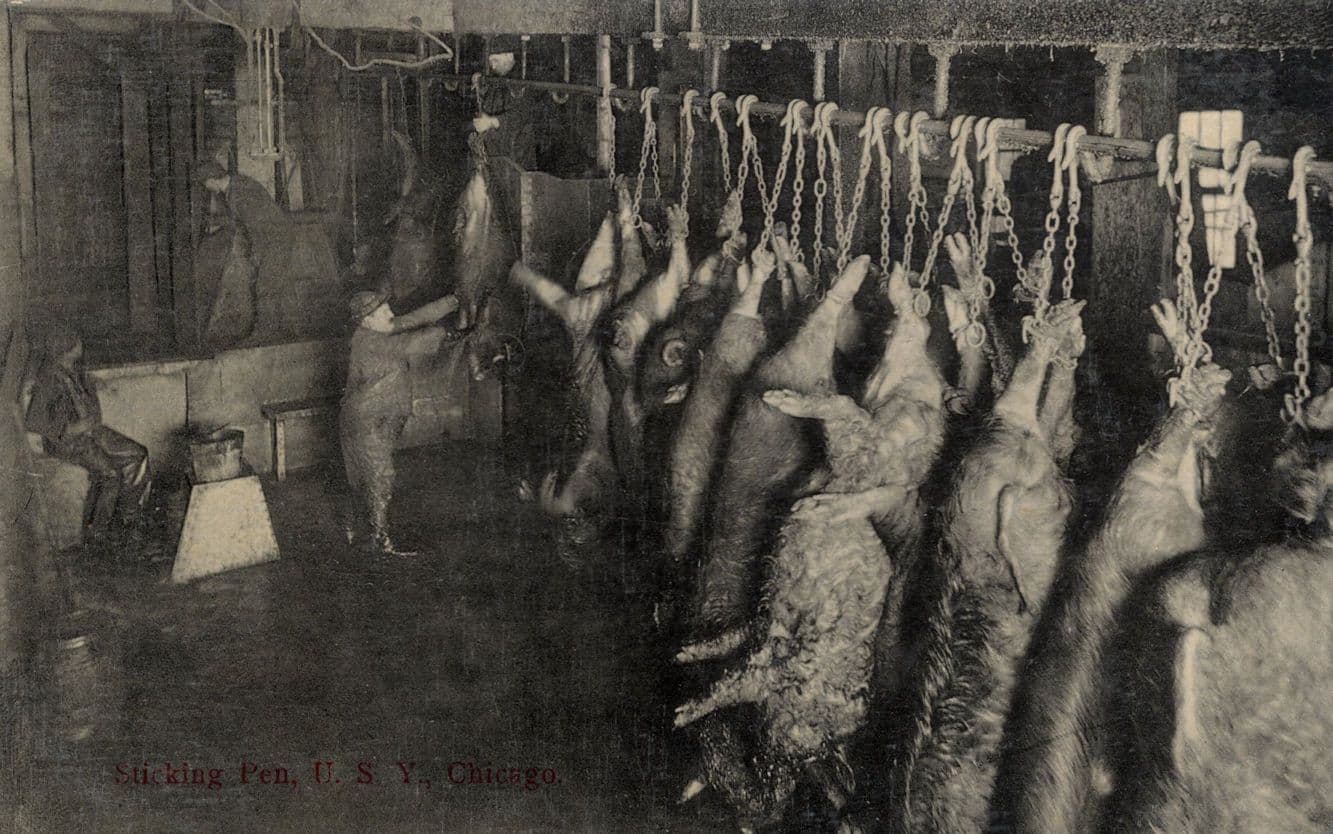 Sucking Pen Animals Cut & Bled Chicago Slaughterhouse Old Postcard