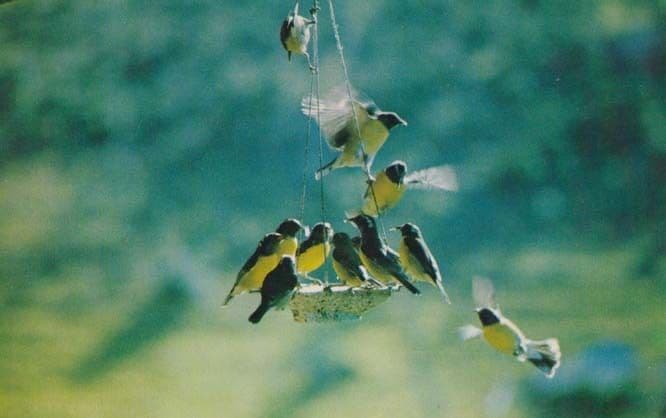 Sucriers St Barthelemy Bananaquits Rare Bird Postcard