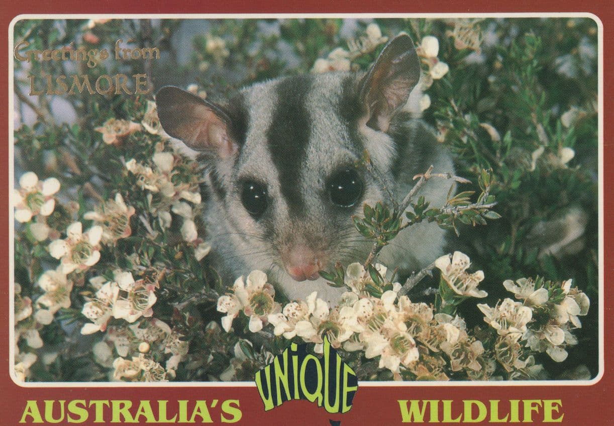 Sugar Glider Mouse Lismore Australia Wildlife Postcard
