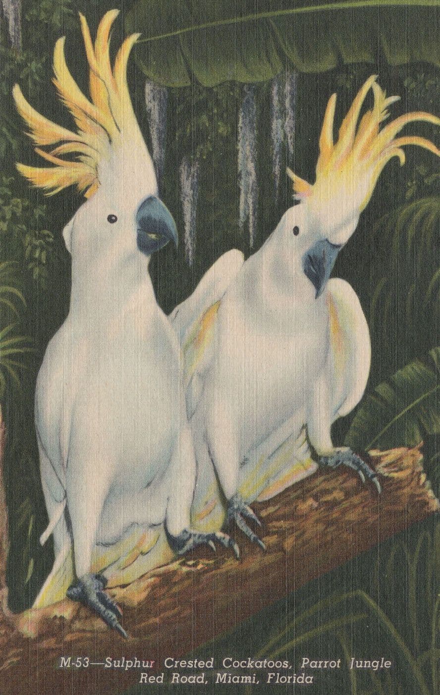 Sulpher Crested Cockatoos Parrot Jungle Florida Postcard