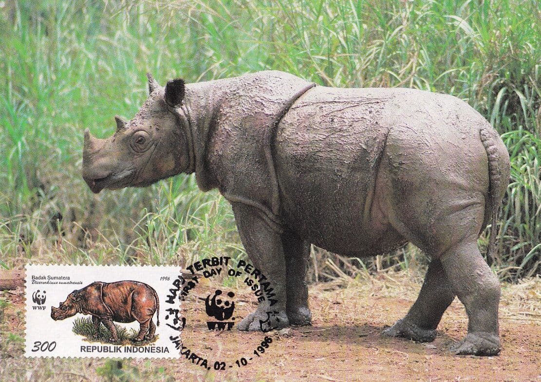 Sumatran Rhinoceros Indonesia WWF Stamp Rare FDC Postcard