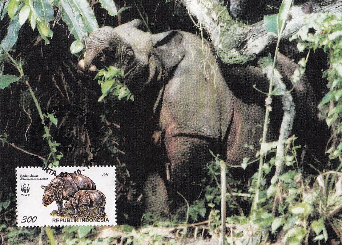 Sumatran Rhinoceros Rare Indonesia WWF Ltd Stamp FDC Postcard