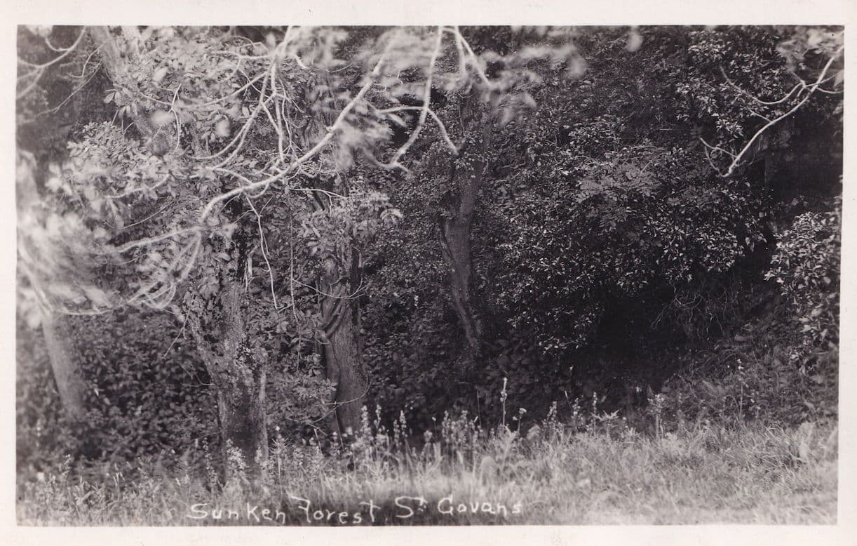 Sunken Forest St Govans Pembrokeshire Real Photo Postcard