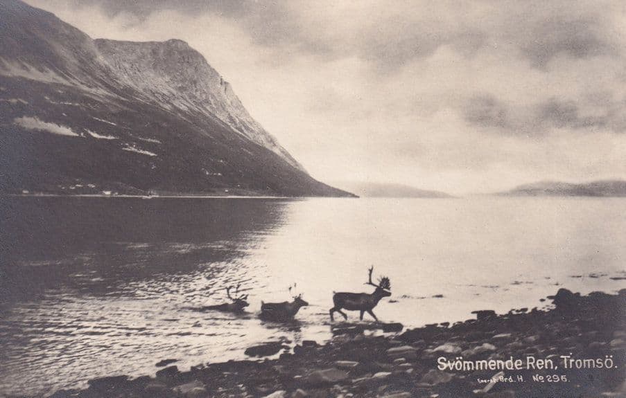 Svommende Ren Tromso Norwegian Sunset Old Norway Postcard