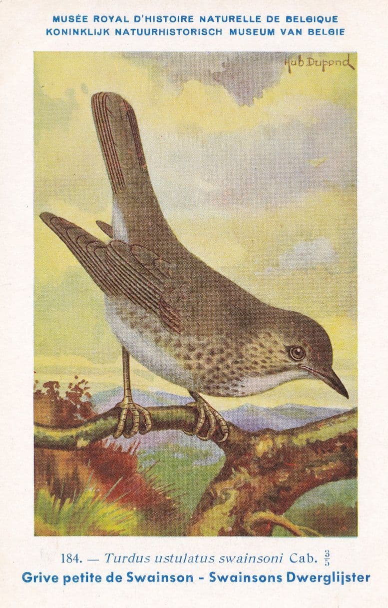 Swainson's Thrush Turdus Ustulatus Bird WW2 Rare Postcard