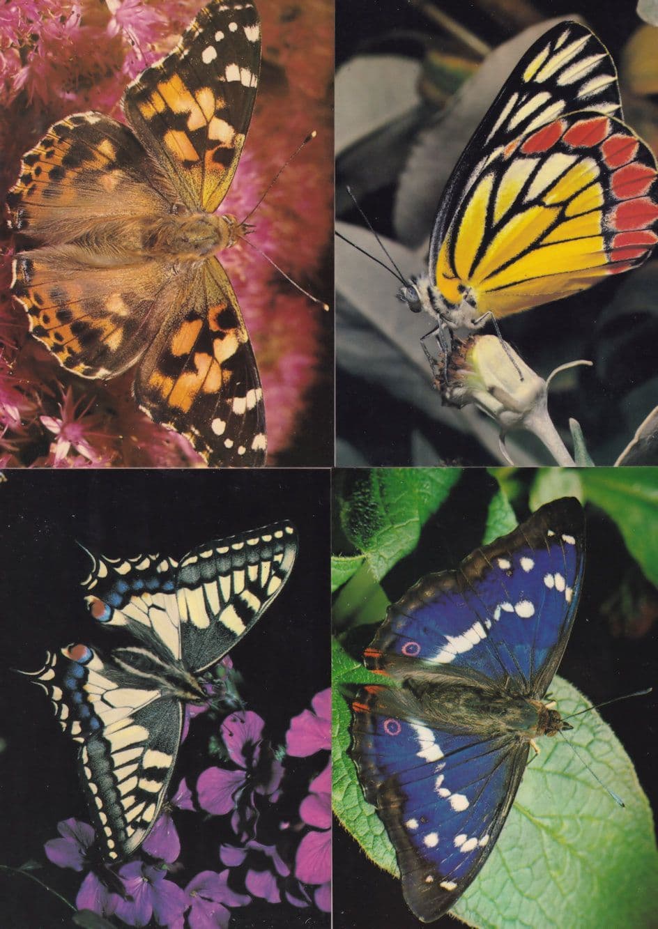 Swallowtail Common Jezebel Purple Emperor Painted Lady 4x Butterfly Postcard s