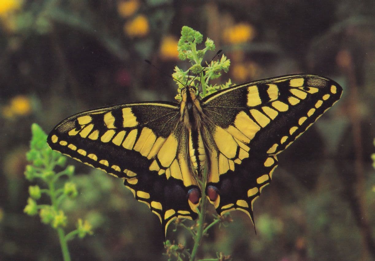 Swallowtail Papillo Fairbourne Welsh Butterfly Zoo Safari Park Postcard
