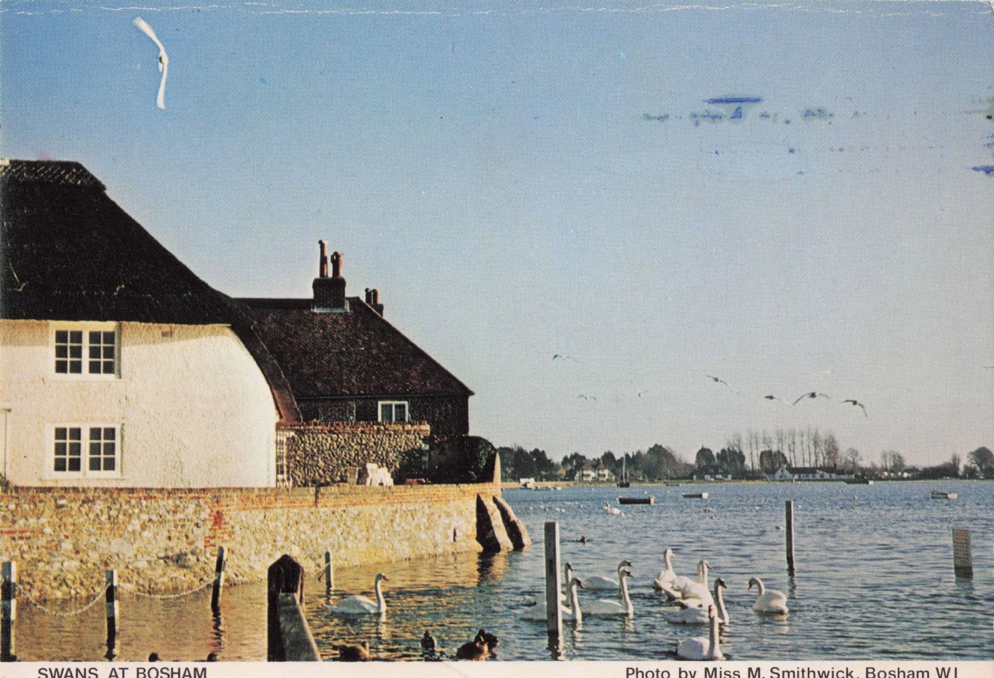 Swans At Bosham Village Pond Sussex Women's Institute Postcard