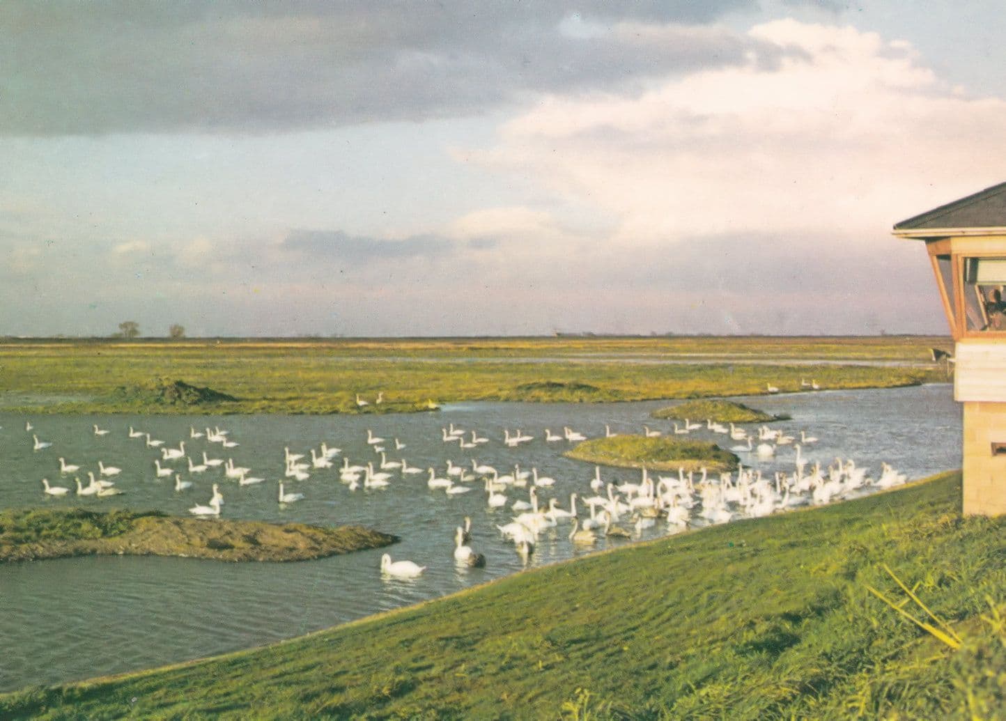 Swans At Walney Cumbria Birds 1970s Postcard
