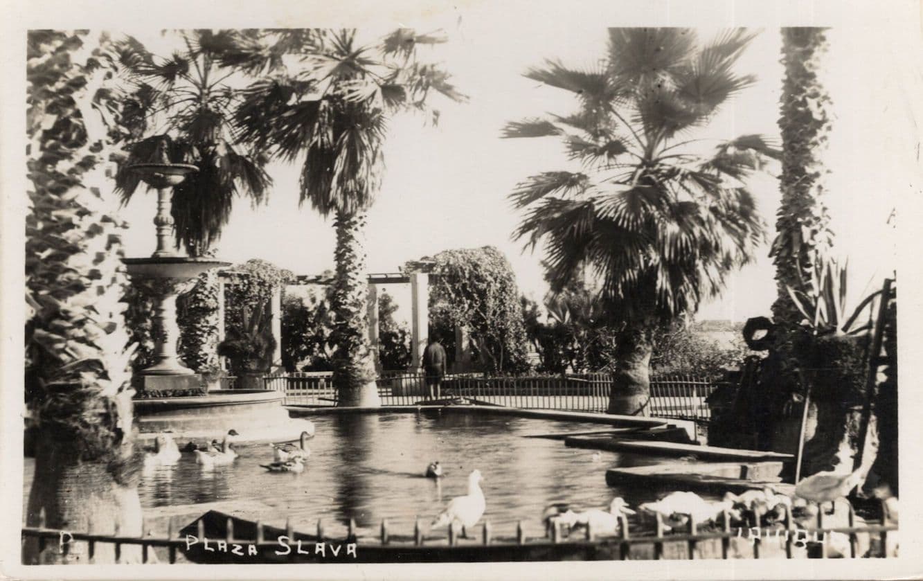 Swans Bird at Plaza Slava Chile Beautiful Old Real Photo Postcard