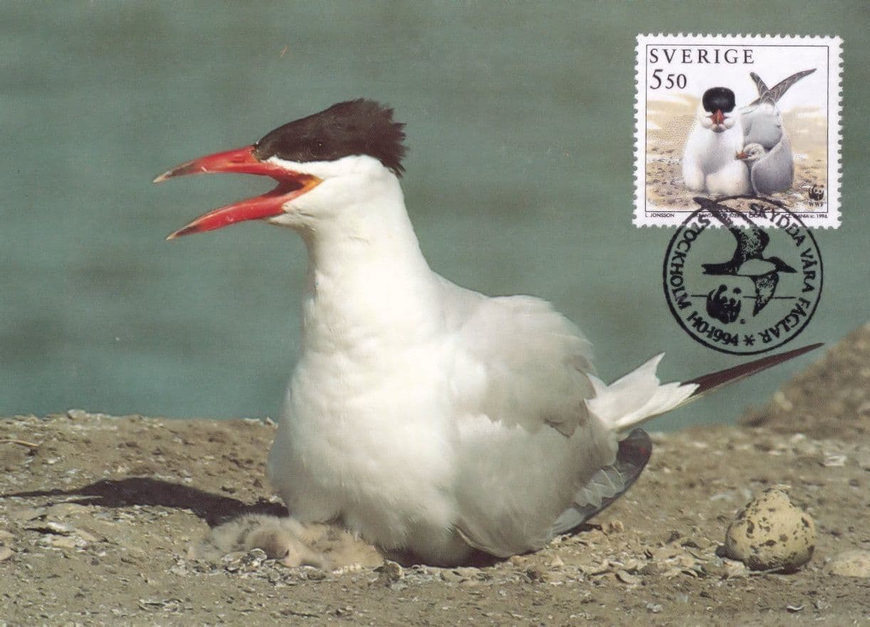 Swedish Caspian Tern Bird WWF Stamp FDC Postcard