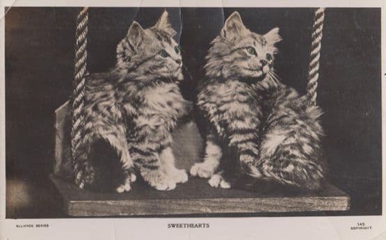 Sweethearts Cat On A Swing Lovers Real Photo Cats Swinging Postcard