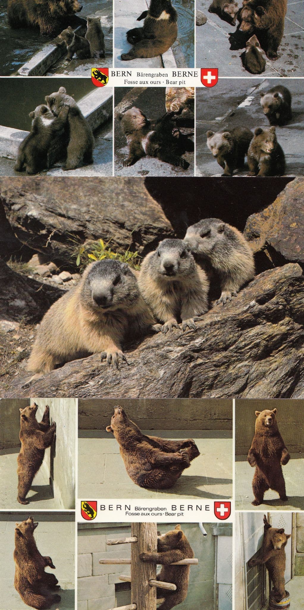Swiss Bear Grizzly Switzerland Marmots 3x Postcard s