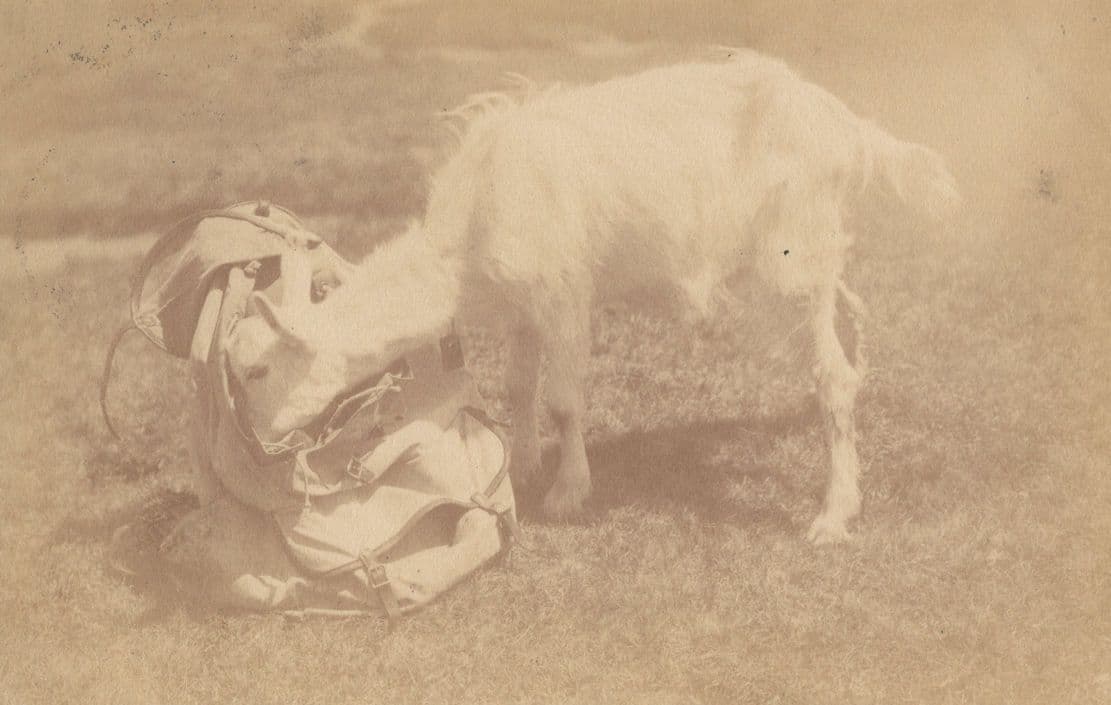 Swiss Goat Eats Owners Lunch From Mountain Sack Comic Old Postcard