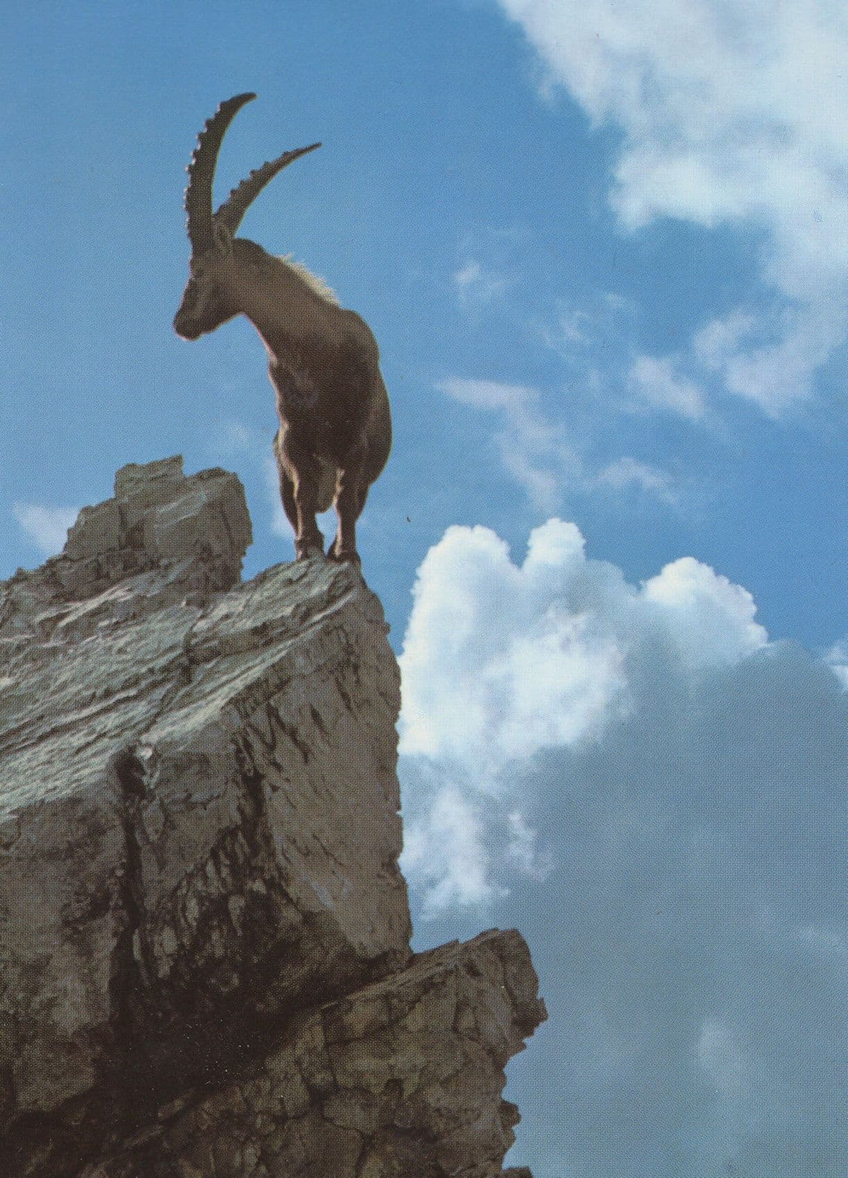Swiss Steenbok Deer At Mountain Summit Circus Stunt Postcard
