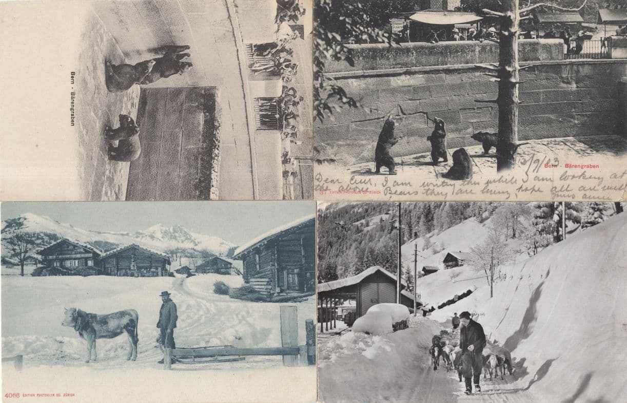 Switzerland Cows Animals Bears 4x Antique Old Postcard s