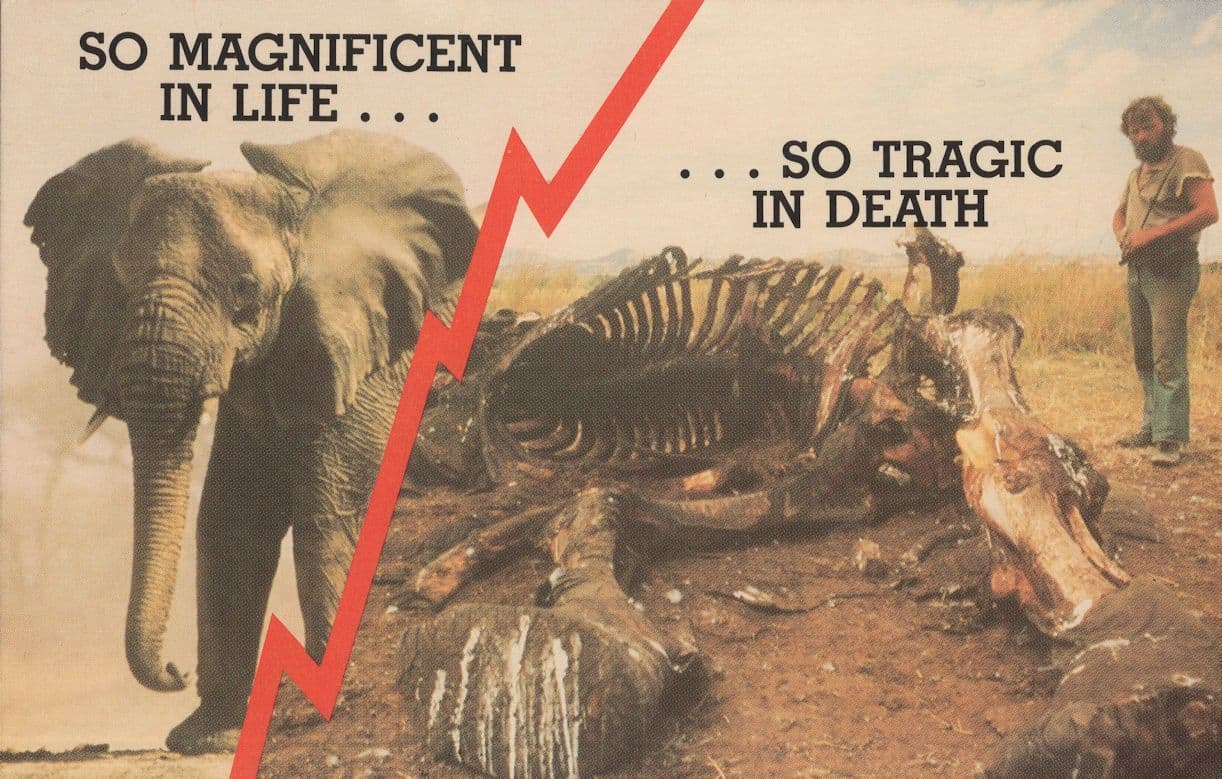 Switzerland Elephant Life vs Death Skeleton 1970s Postcard