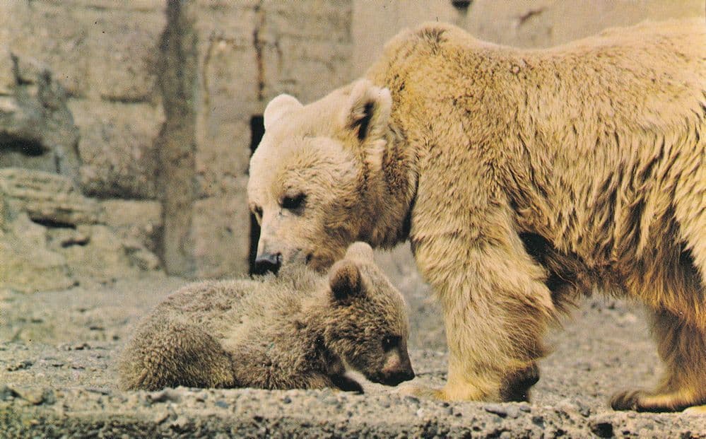 Syrian Bear Baby at London Zoo 1970s Postcard