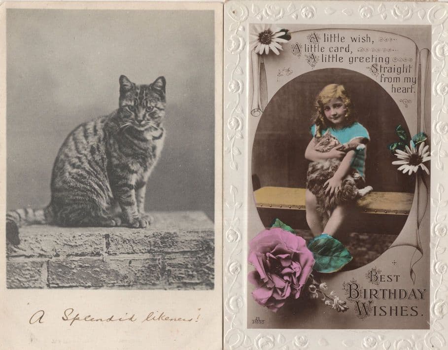 Tabby Cat A Splendid Likeness 2x Antique Cats Postcard s