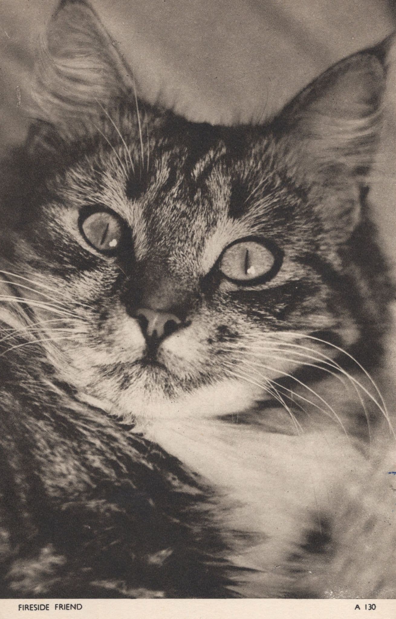 Tabby Cat Fireside Friend Quiz Look Antique Cat Chrome Jarrold Postcard
