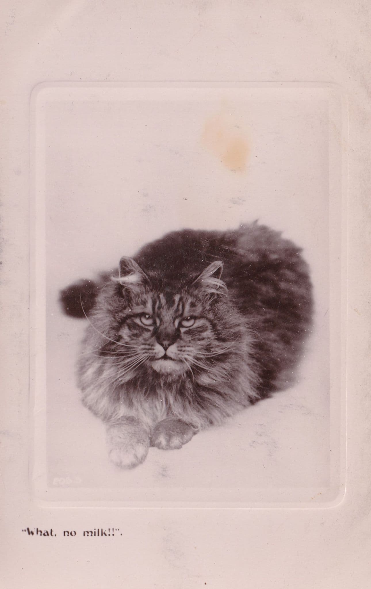 Tabby Cat Has No Milk And Is Cross Real Photo Old Postcard