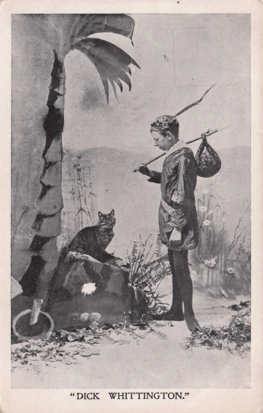 Tabby Cat Live On Edwardian Theatre Stage Dick Whittington Old Postcard