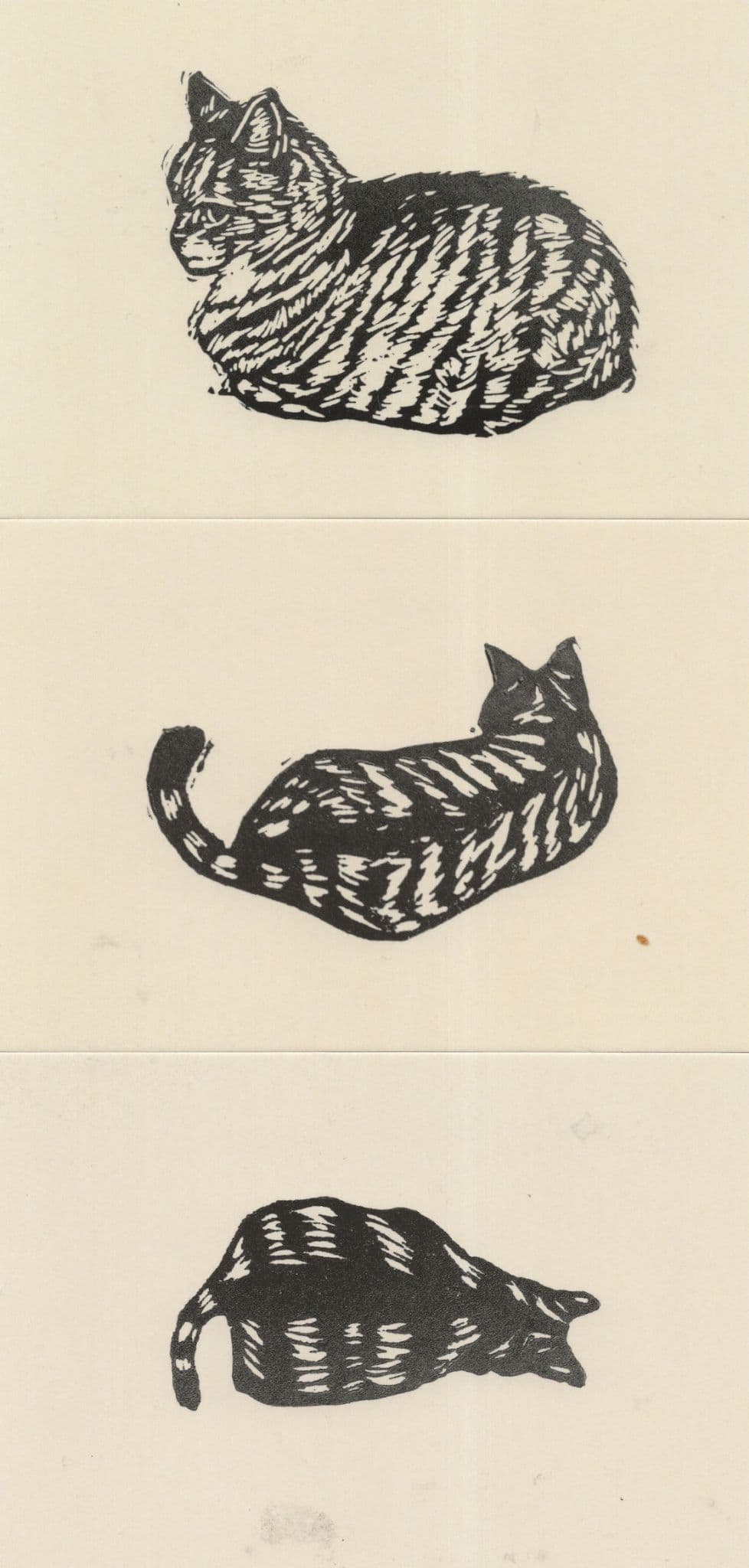 Tabby Cat With Crazy White Fur Streaks Cats 3x Art Painting Postcard s