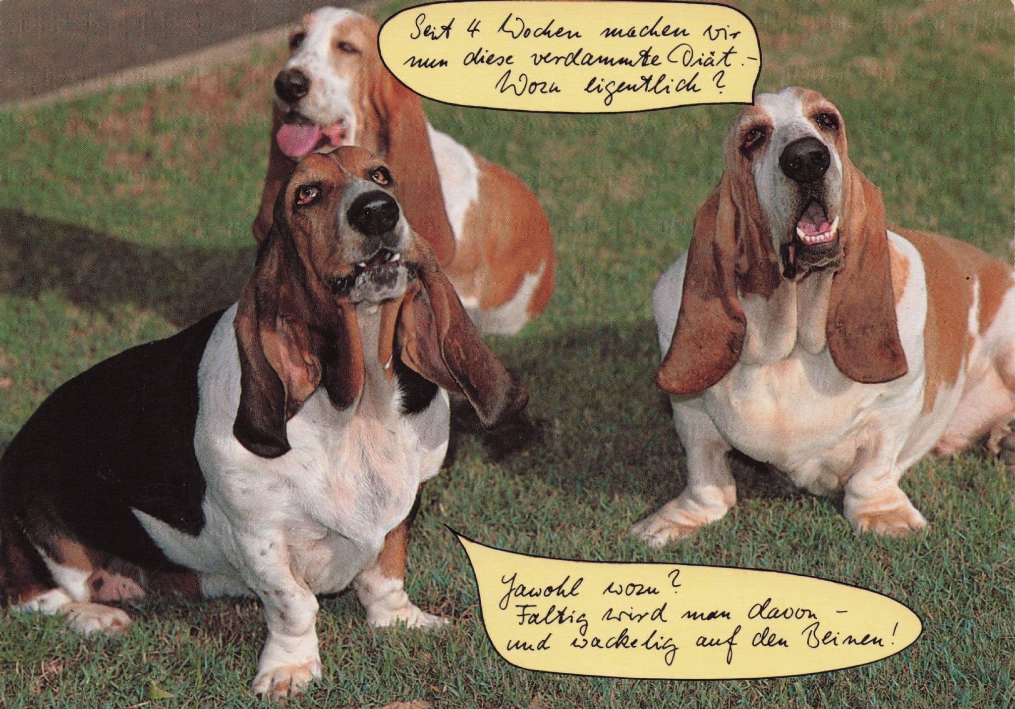 Talking Doberman Dogs German Comic Greetings Postcard
