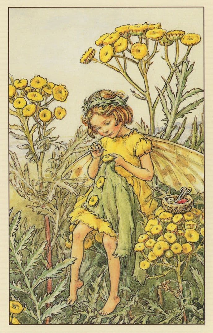 Tansy Flower Fairy Fairies Old Book Stunning Postcard