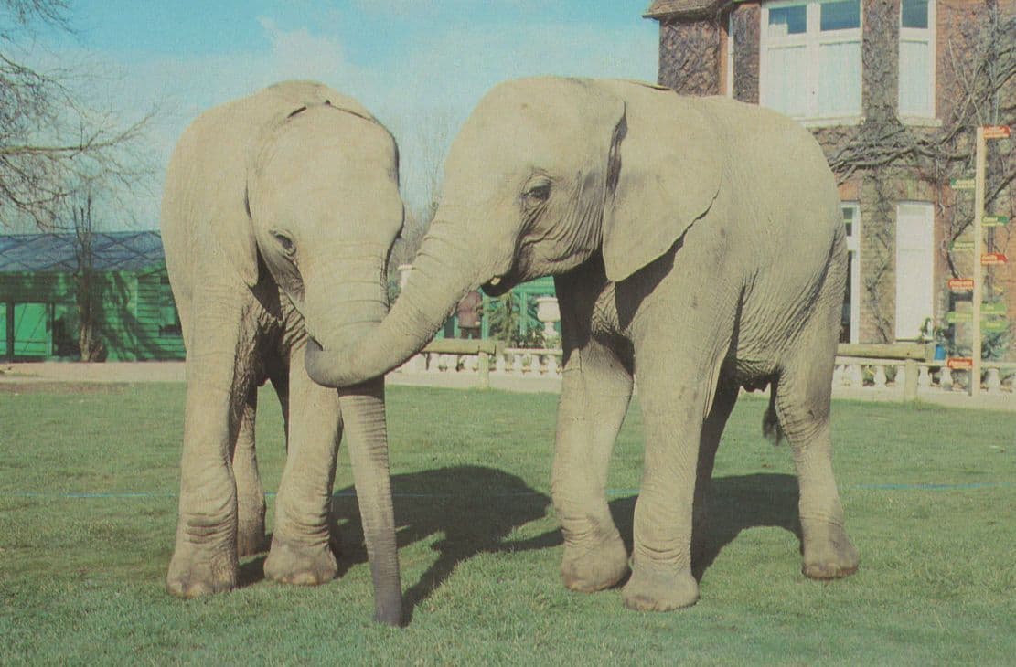 Tanya & Zola Colchester Zoo Elephants 1980s Advertising Postcard