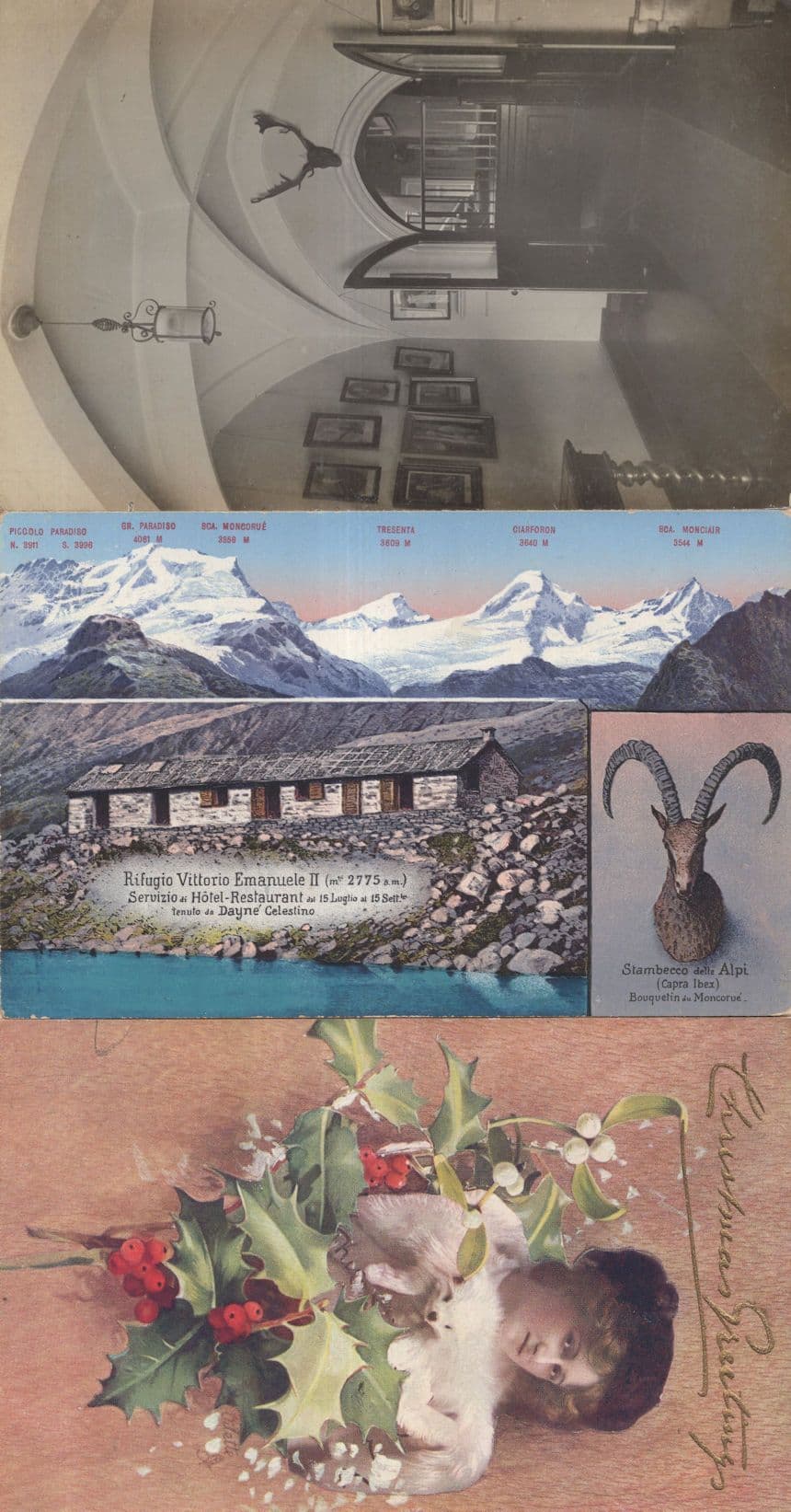 Taxidermy Italian Deer Antler Fur Stole Restaurant 3x Old Postcard s